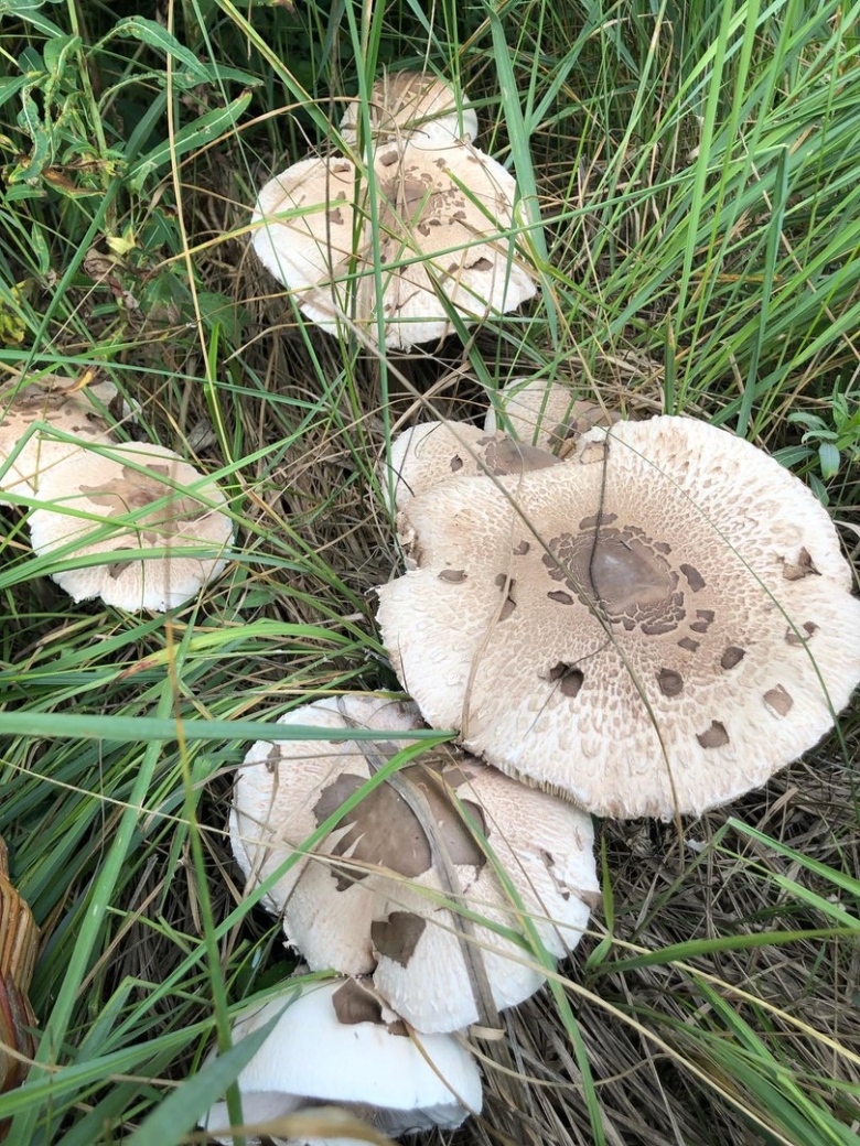 Гриб зонтик пёстрый macrolepiota procera