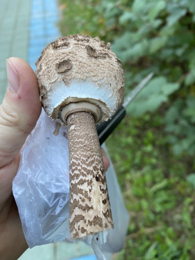 Гриб зонтик пестрый ядовитый