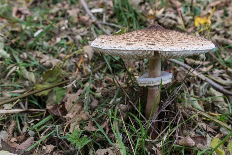 Гриб зонтик поганка