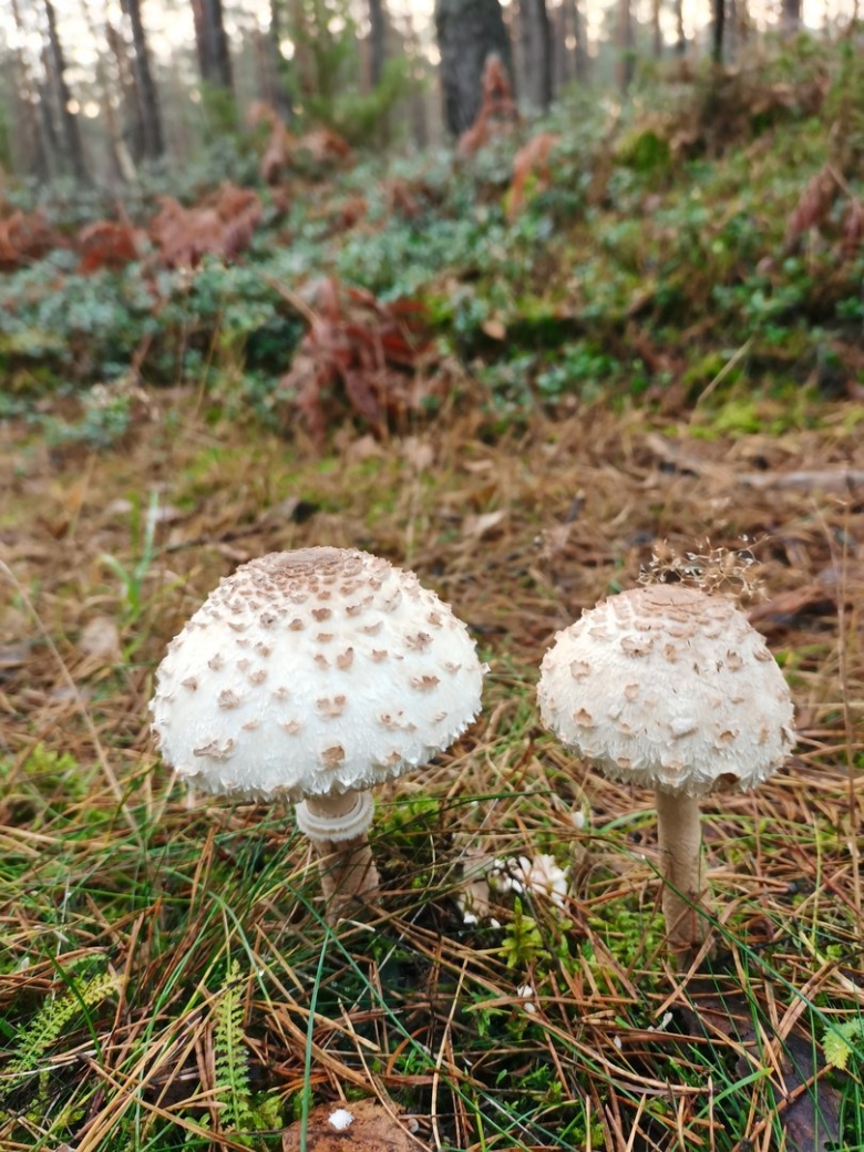 Зонтик пёстрый macrolepiota procera