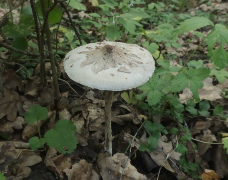 Гриб зонтик белый macrolepiota excoriata