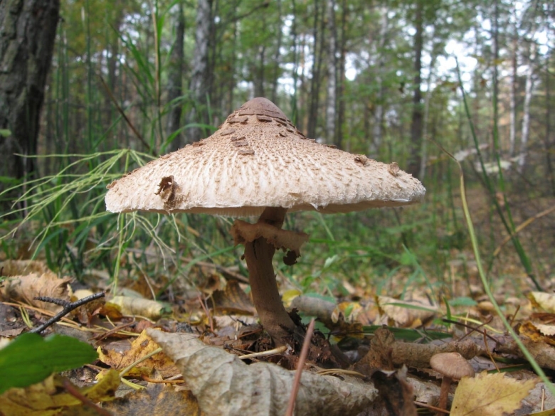 Зонтик сосцевидный Macrolepiota mastoidea