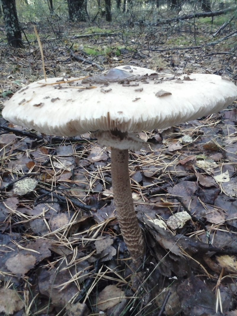 Гриб зонтик пёстрый съедобные