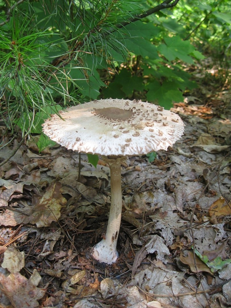 Гриб зонтик в крыму