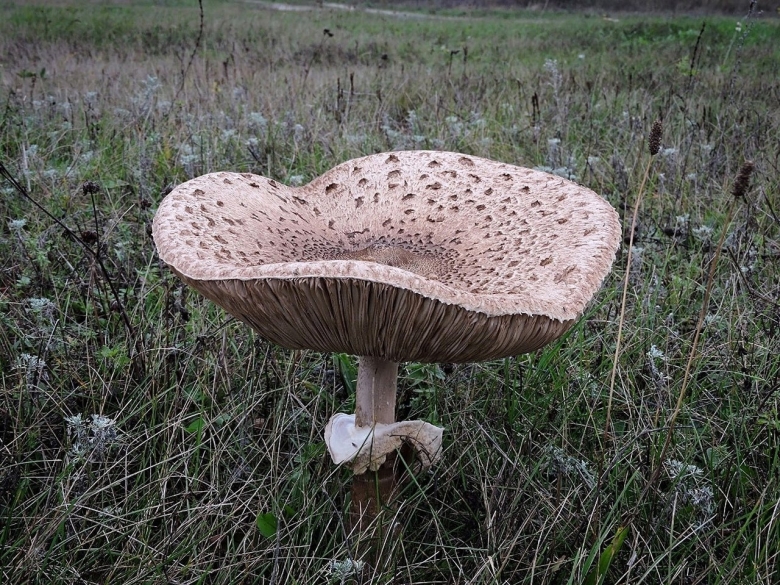 Гриб зонтик пёстрый ложный