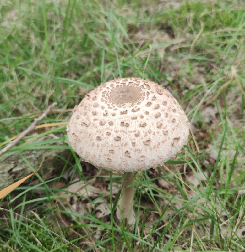 Гриб зонтик пестрый