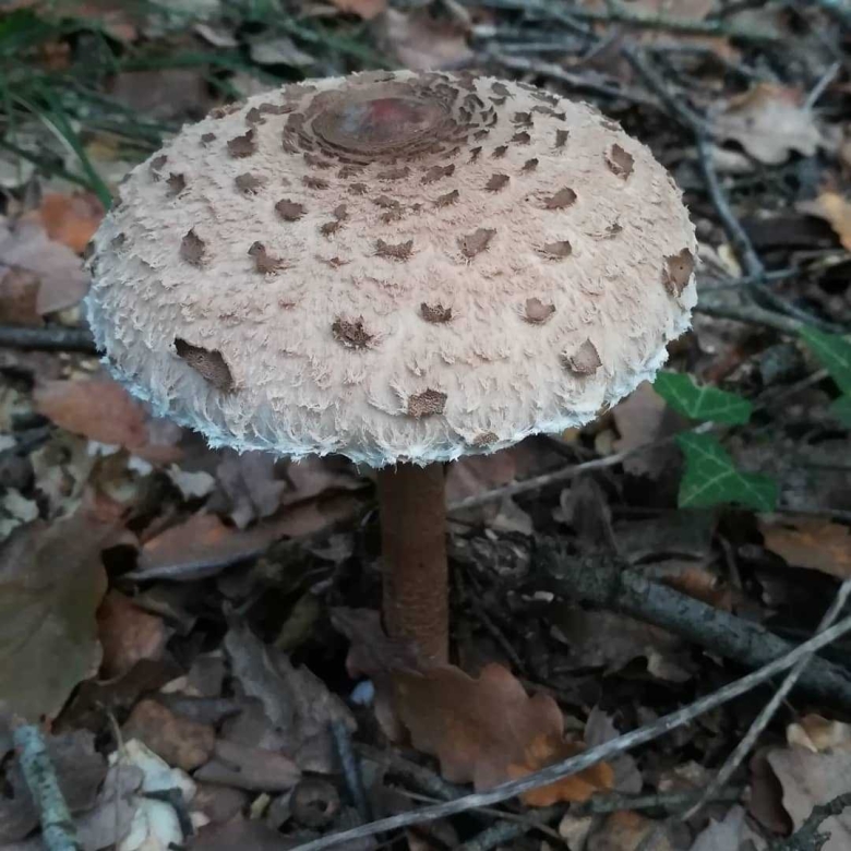 Гриб зонтик пёстрый пластинчатый