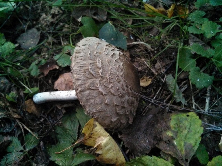 Гриб зонтик краснеющий