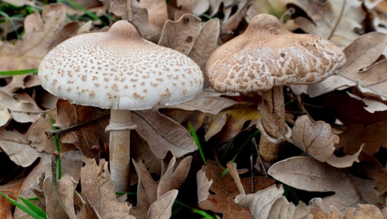 Зонтик сосцевидный Macrolepiota mastoidea