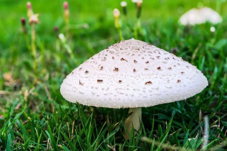 Ложный зонтик