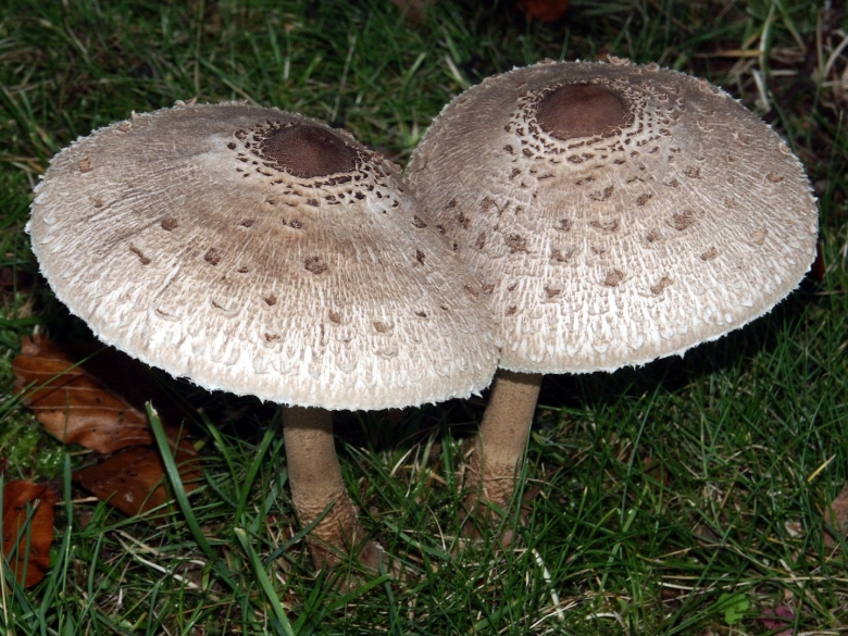 Гриб зонтик девичий macrolepiota puellaris