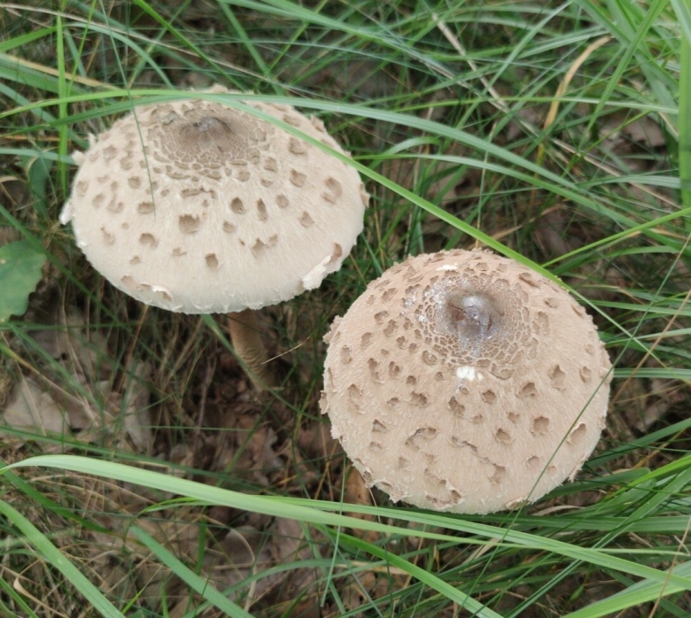 Зонтик пестрый гриб