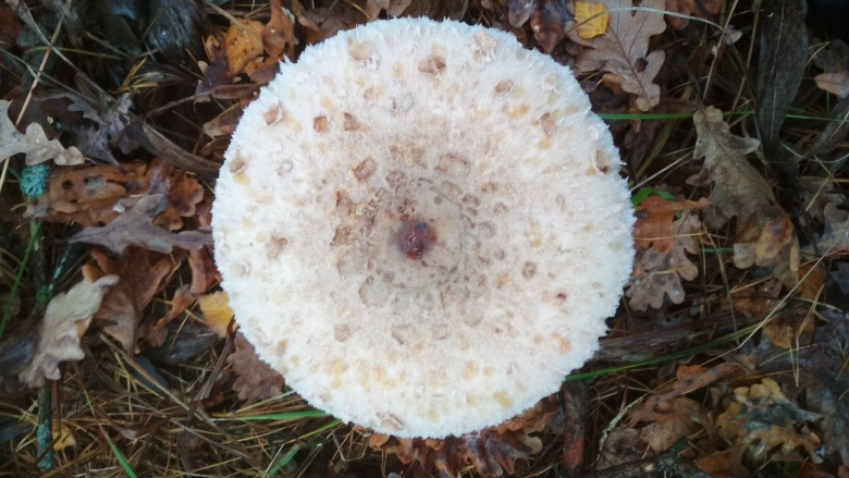 Гриб зонтик сосцевидный