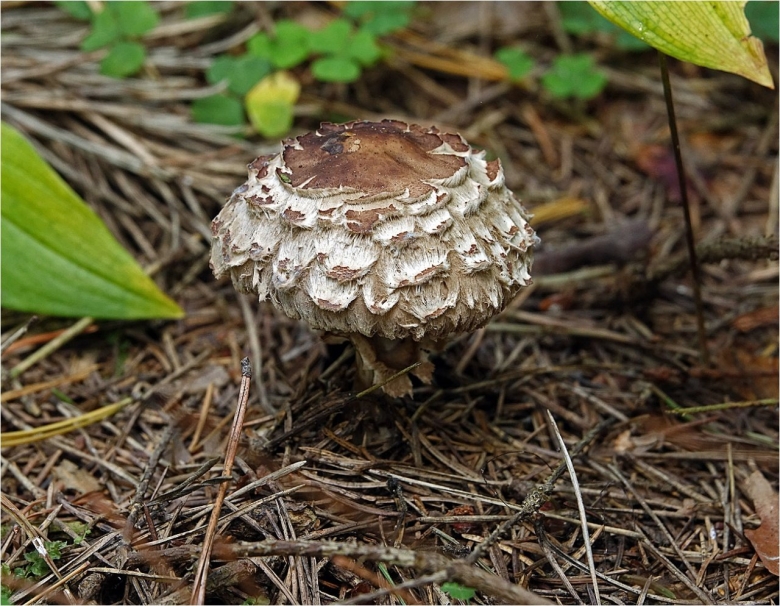 Гриб-зонтик краснеющий macrolepiota rhacodes