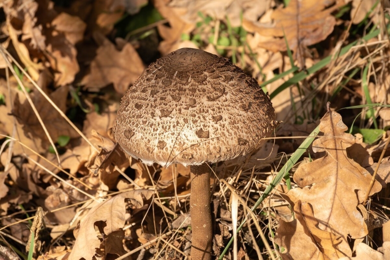 Зонтик пёстрый macrolepiota procera