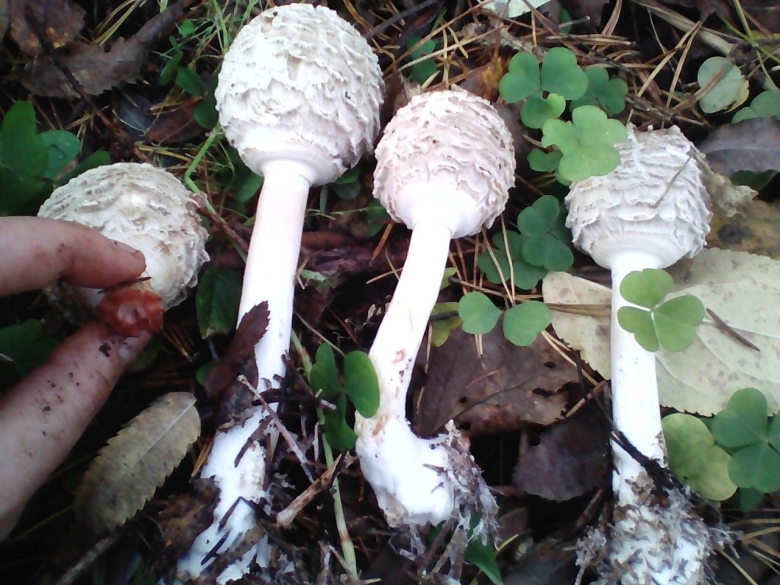 Гриб зонтик девичий macrolepiota puellaris
