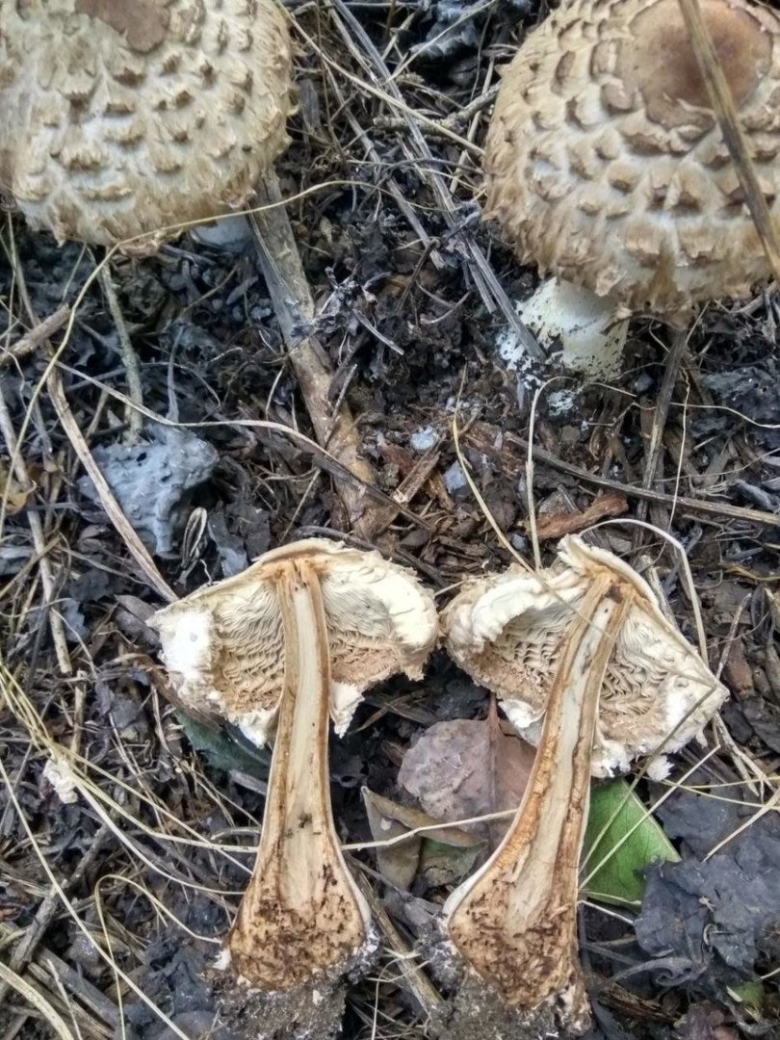 Гриб зонтик краснеющий chlorophyllum rhacodes