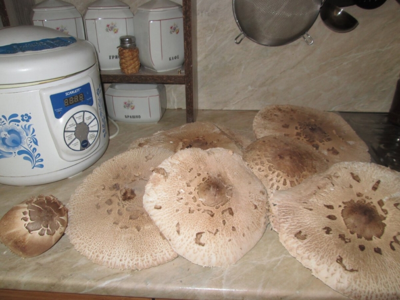 Гриб зонтик пёстрый macrolepiota procera