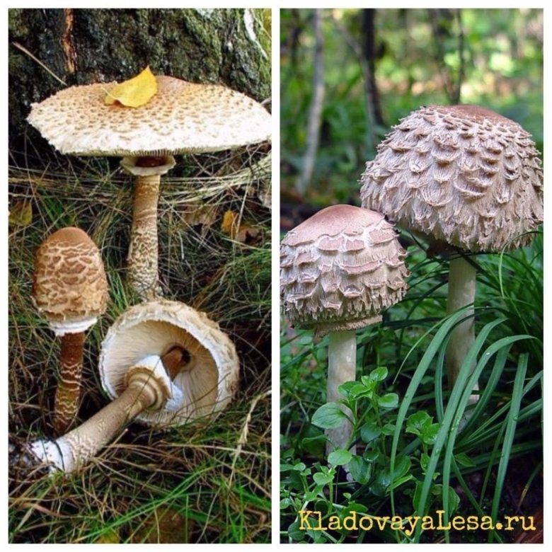 Гриб лепиота гребенчатая