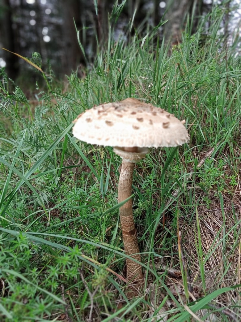 Гриб зонтик пёстрый съедобные