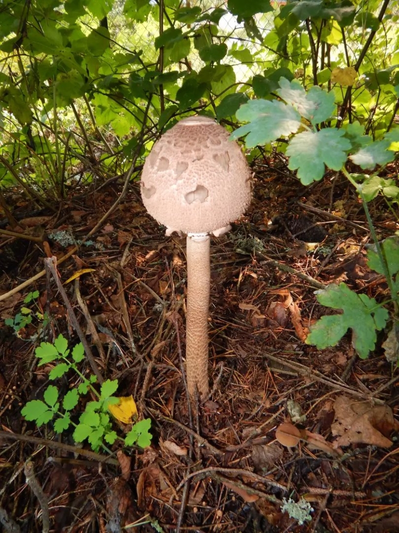 Гриб зонтик пёстрый