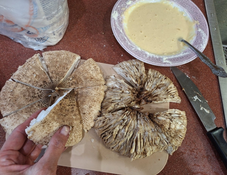 Гриб зонтик съедобный