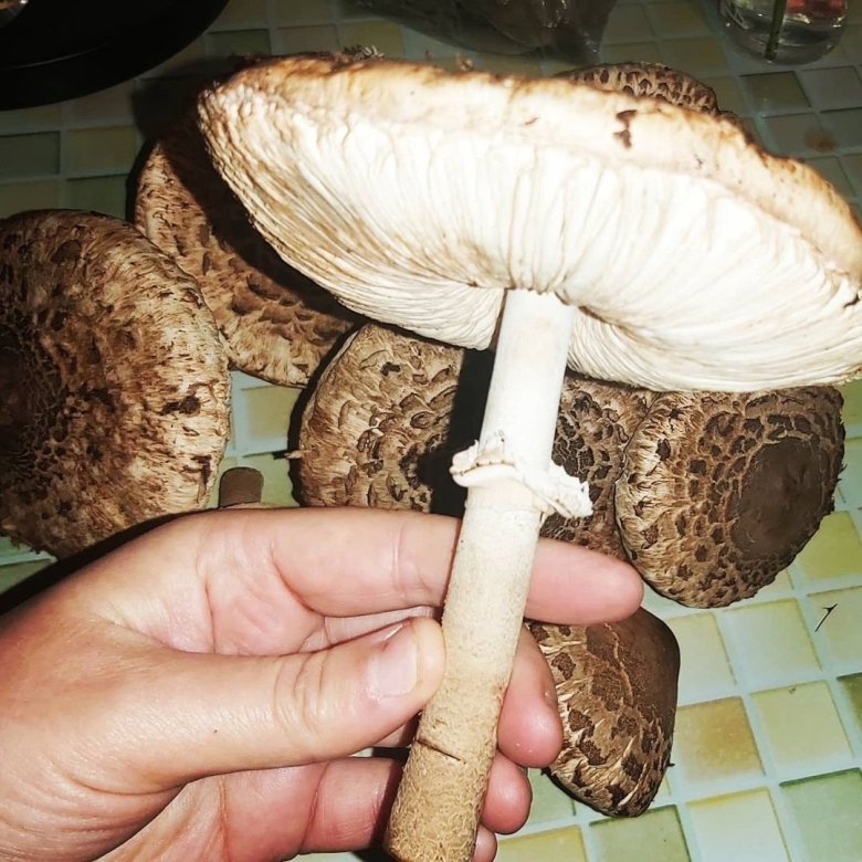 Гриб зонтик пёстрый macrolepiota procera