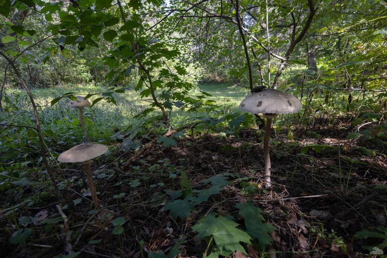 Гриб зонтик