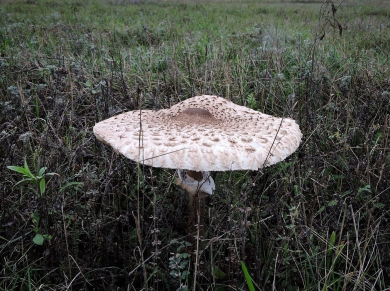 Зонтик пестрый мухомор пантерный