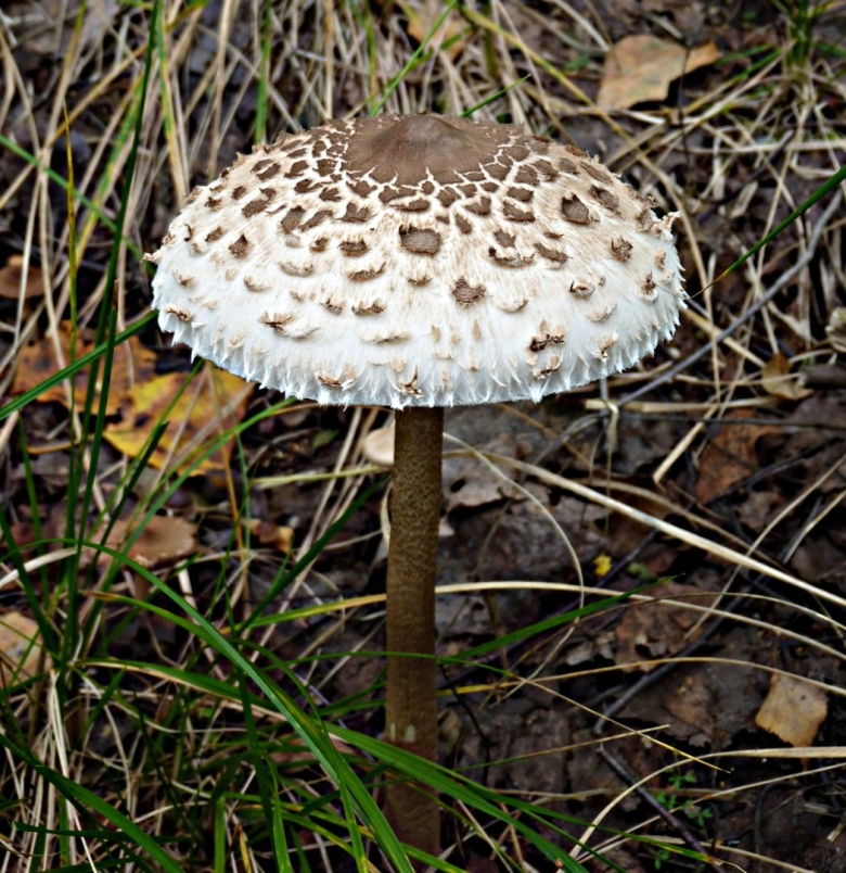 Лепиота шероховатая