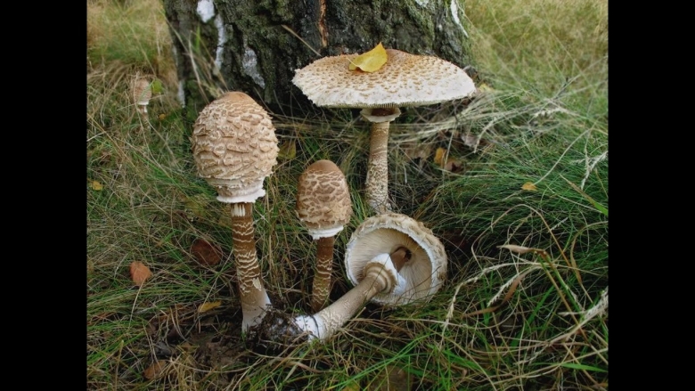 Зонтик пестрый мухомор пантерный