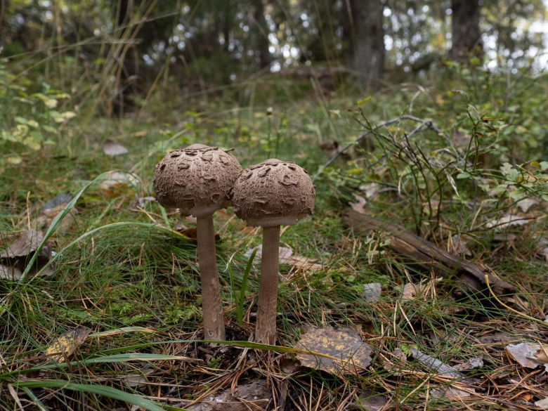 Macrolepiota procera гриб