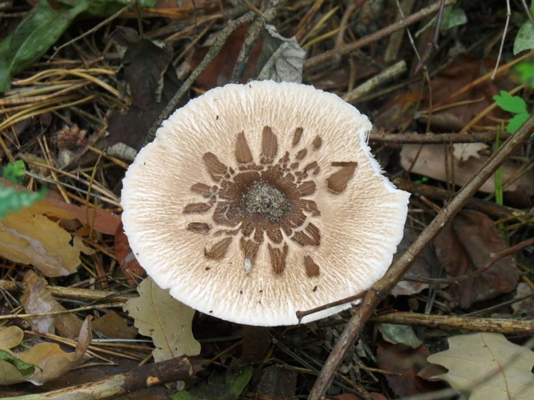 Зонтик сосцевидный Macrolepiota mastoidea
