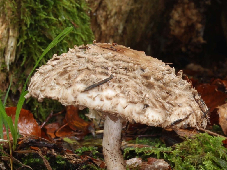 Гриб зонтик пёстрый macrolepiota procera