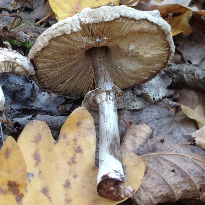 Хлорофиллум темно бурый