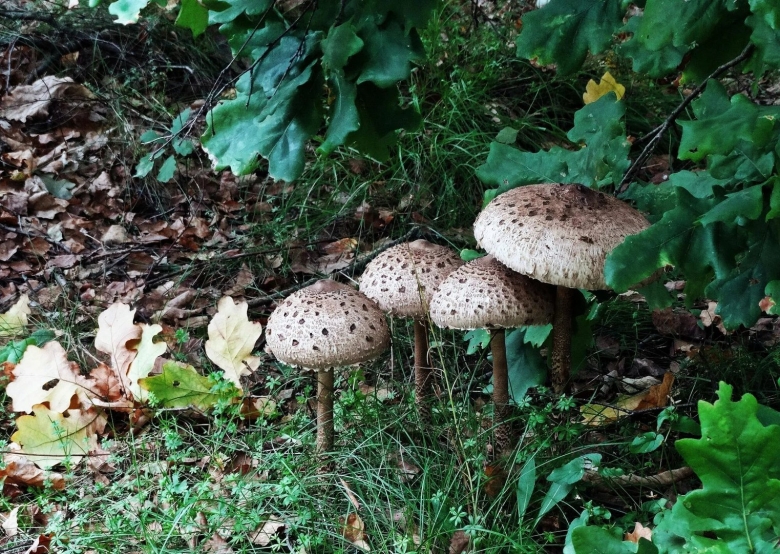 Гриб зонтик чешуйчатый