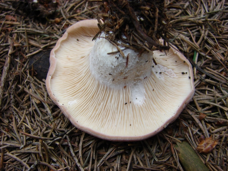 Родоцибе усеченная гриб