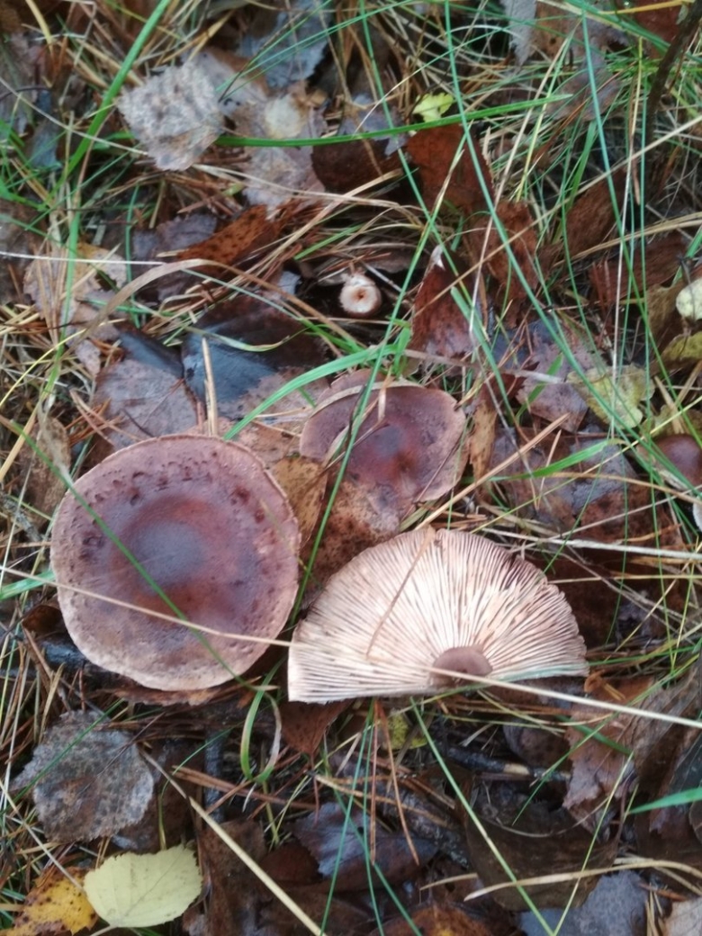 Рядовка Чешуйчатая Tricholoma imbricatum