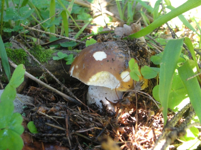 Грибы Смоленской области