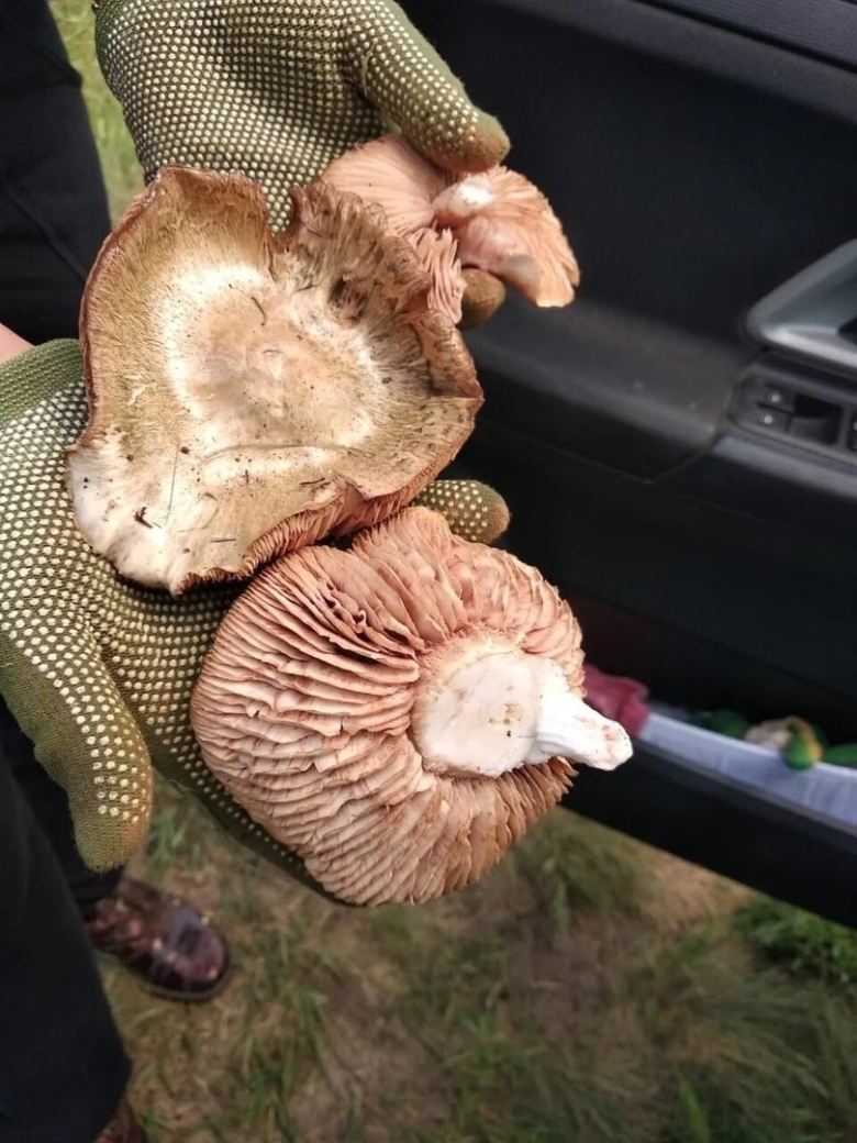 Энтолома терновниковая