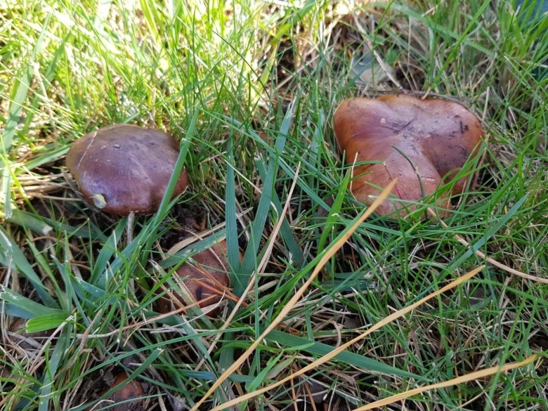 Рядовка надломленная Tricholoma batschii