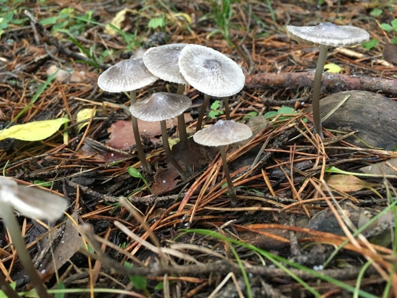 Грибы серухи рядовки