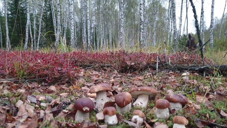 Лесные красавцы грибы