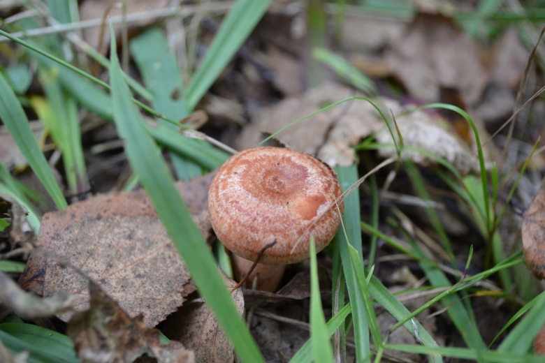 Сухая Лубянка гриб