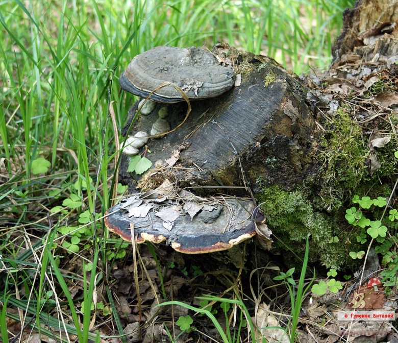 Трутовик окаймлённый