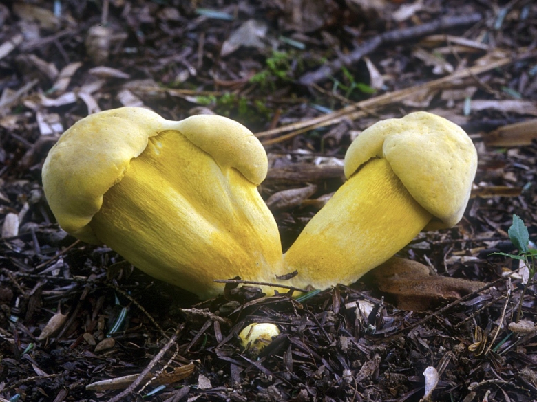 Грибы белушки желтушки