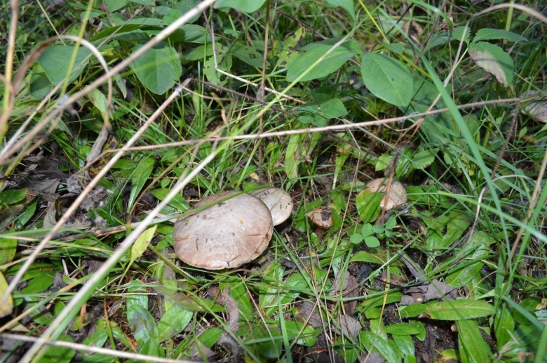 Съедобные грибы Сахалина