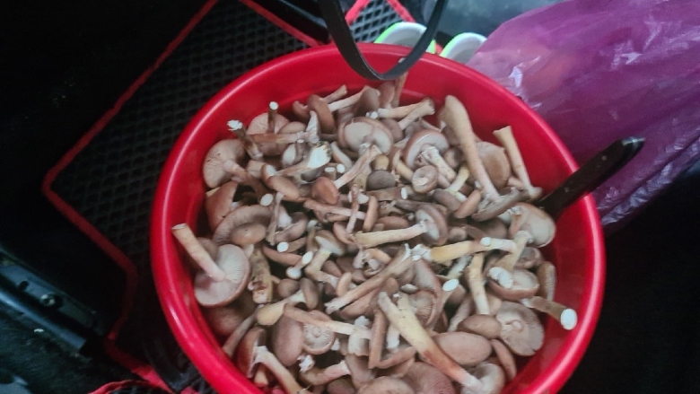 Грибы пупки в Рязанской области