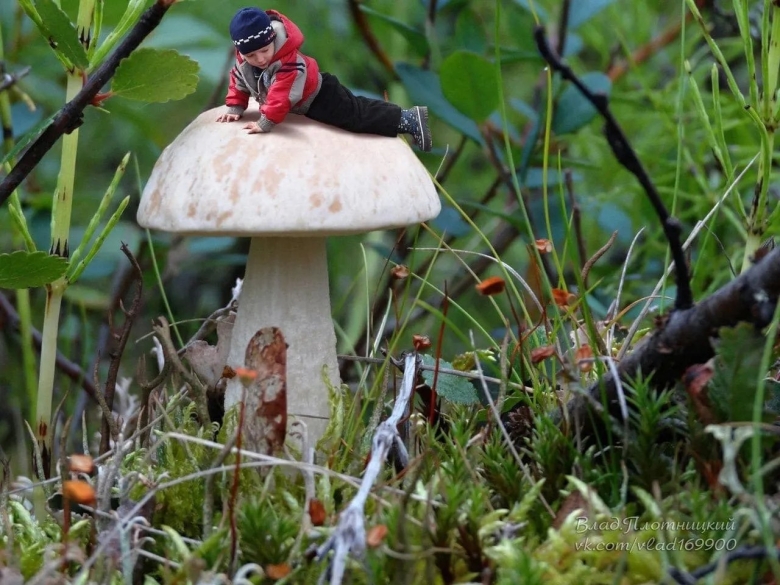 Воркута грибы в тундре