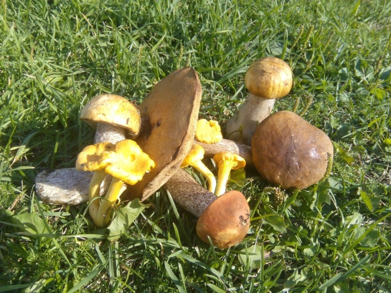 Грибы в Кингисеппском районе Ленинградской области